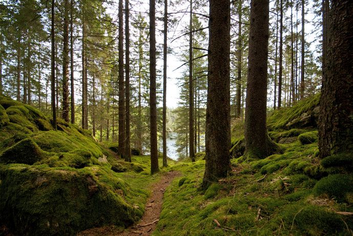 Solfläckig grusstig genom skog med höga trädstammar, grönt lövverk och mjukt dagsljus
